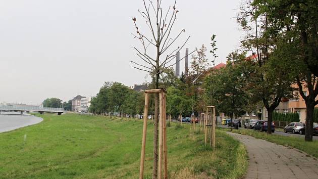 Zbídačené platany na nábřeží Edvarda Beneše v Přerově