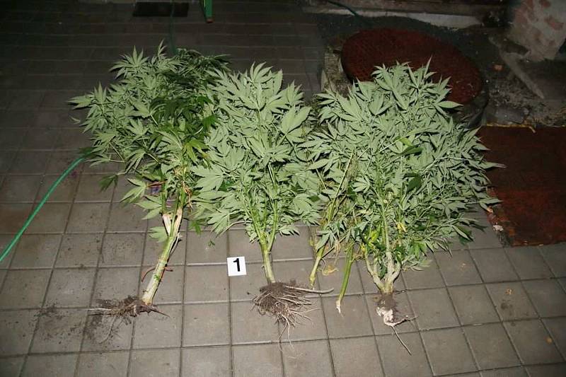 Drogy, které zadrželi kriminalisté při domovních prohlídkách na Přerovsku. Jednání pachatelů je podle nich stále sofistikovanější. Mezi drogami už nefigurují jen pervitin a marihuana, ale také kokain, hašiš nebo LSD.