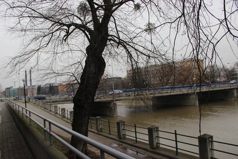 Část stromů na nábřeží Protifašistických bojovníků v Přerově znamená nebezpečí pro chodce