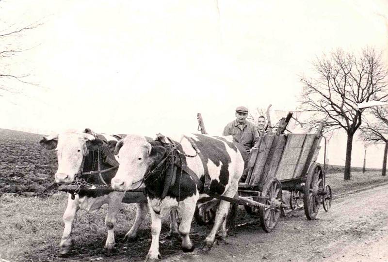 Na fotografii z roku 1960 jsou zachyceni manželé Hrdličkovi – soukromí rolníci v Tučíně.