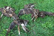 Na polích u Kojetína našli několik mrtvých dravců, kteří uhynuli pravděpodobně na následky střelných poranění