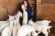 Na farmě v Pavlovicích u Přerova se starají o padesát koz a krávu plemene jersey.
