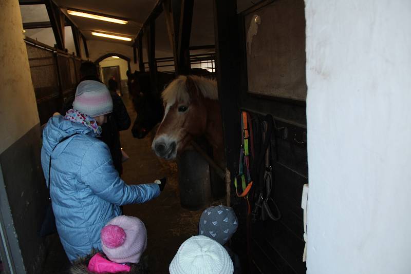 Tradiční krmení koní na Štědrý den ve Střední školy zemědělské v Přerově