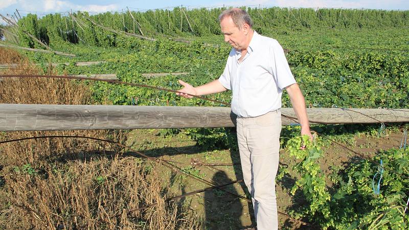 Předseda Zemědělského družstva v Kokorách Vladimír Lichnovský ukazuje rozsah škod, které 14. srpna 2020 napáchala bouřka. Silný vítr strhl týden před sklizní chmelnice na šestnácti hektarech.