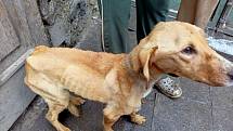 Žena z Kojetína je podezřelá z týrání psů. Zvířata ve zuboženém stavu byla chovatelce odebrána.