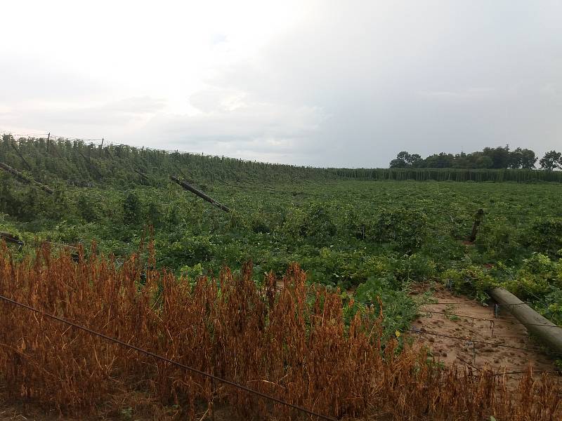Bouřka provázená silnými poryvy větru poničila úrodu chmele v Kokorách. Zemědělci těsně před sklizní přišli o 16 hektarů chmelnic - škoda je zhruba 20 milionů korun.