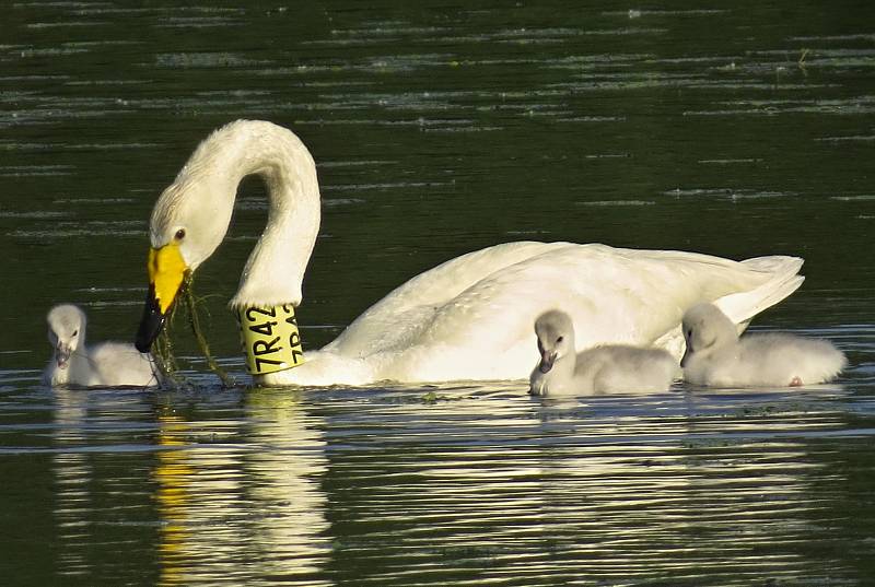 Labuť zpěvná, která se už delší dobu vyskytuje na střední Moravě a ornitologové ji pojmenovali "Zpěvanka," letos poprvé zahnízdila v Česku.  Spolu se samcem vyvedli čtyři mláďata.