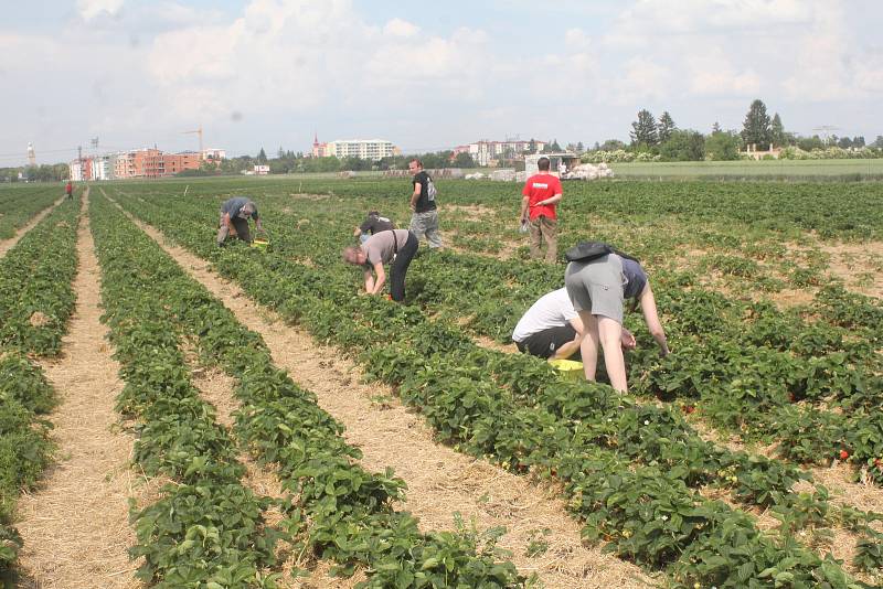 Jahodárna v Prostějově -23. 5. 2018