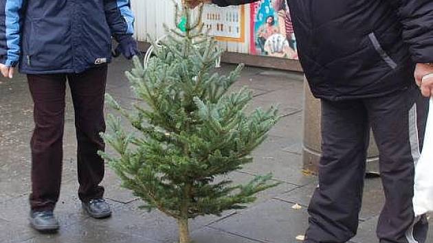 Prodej vánočních stromků v Přerově