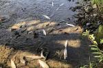 Úhyn ryb na řece Bečva v okolí hustopečského mostu v neděli 20. září odpoledne.