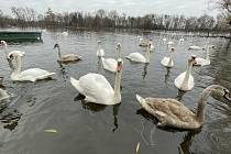 Rybník Na hrázi v Kojetíně (na snímku) se stal v minulých dnech útočištěm velkého množství labutí. Po úhynu několika kusů provedla veterinární správa laboratorní testy, které potvrdily ptačí chřipku - nákazu vysoce patogenním virem H5N1.