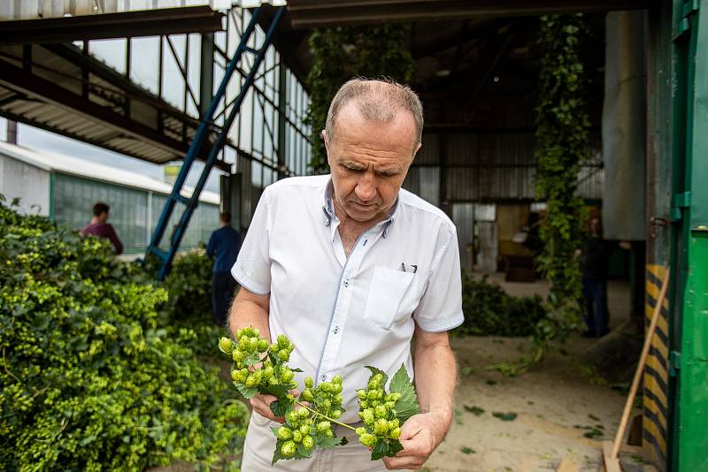 Zemědělské družstvo Kokory začalo se sklizní chmele, 24. srpna 2021 v Kokorách.