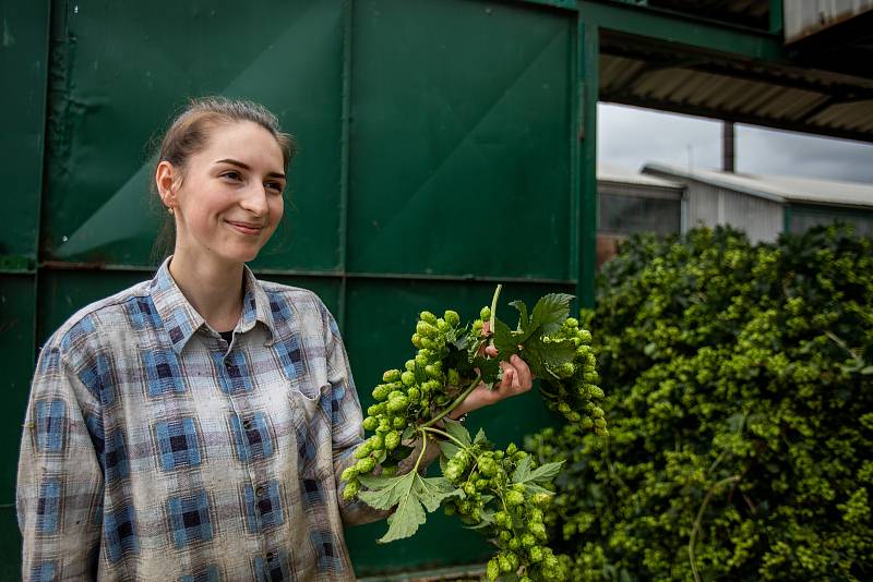 Zemědělské družstvo Kokory začalo se sklizní chmele, 24. srpna 2021 v Kokorách.