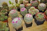 Výstava kaktusů a sukulentů u přerovského výstaviště