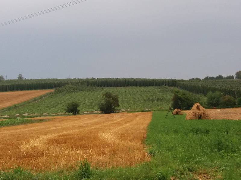 Bouřka provázená silnými poryvy větru poničila úrodu chmele v Kokorách. Zemědělci těsně před sklizní přišli o 16 hektarů chmelnic - škoda je zhruba 20 milionů korun.