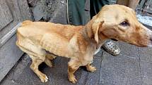 Žena z Kojetína je podezřelá z týrání psů. Zvířata ve zuboženém stavu byla chovatelce odebrána.