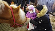 Vánoční krmení koní v areálu Střední školy zemědělské v Přerově