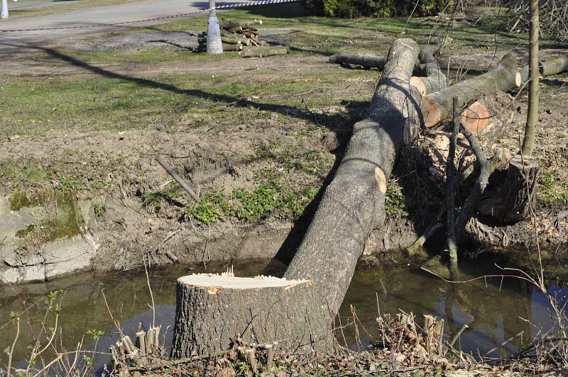 Na přerovském výstavišti se ve velkém kácejí stromy