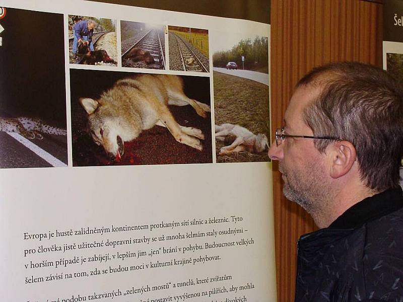 Výstava v přerovském Ornisu věnovaná šelmám