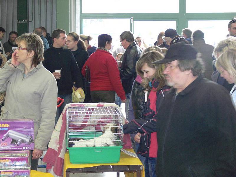 V neděli 13. března se sešli chovatelé exotického ptactva na výstavišti v Přerově.