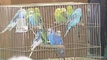 V neděli 13. března se sešli chovatelé exotického ptactva na výstavišti v Přerově.