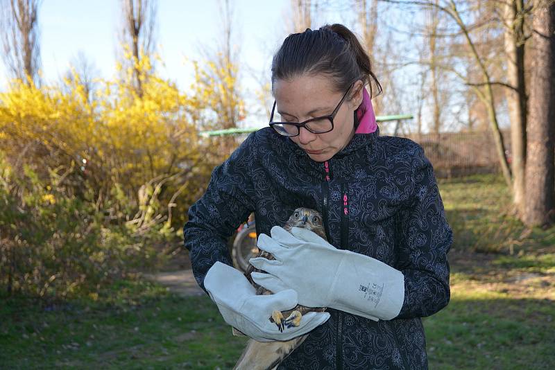 V Ornitologické stanici v Přerově začala nová sezonní výstava s názvem Dravci, sokoli a sovy. Po slavnostní vernisáži vypouštěli ornitologové do volné přírody káni, jež utrpěla zranění a starali se o ni v záchranné stanici pro handicapované živočichy.