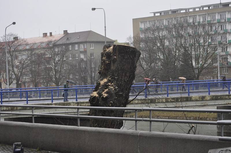 Kvůli svému špatnému zdravotnímu stavu musely být odstraněny také stromy na nábřeží Protifašistických bojovníků.