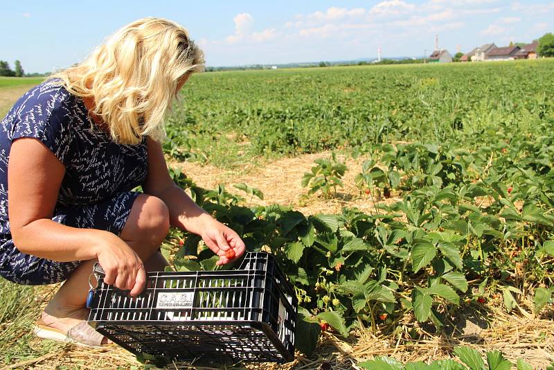 Jahodové plantáže v Bochoři, 19. června 2021