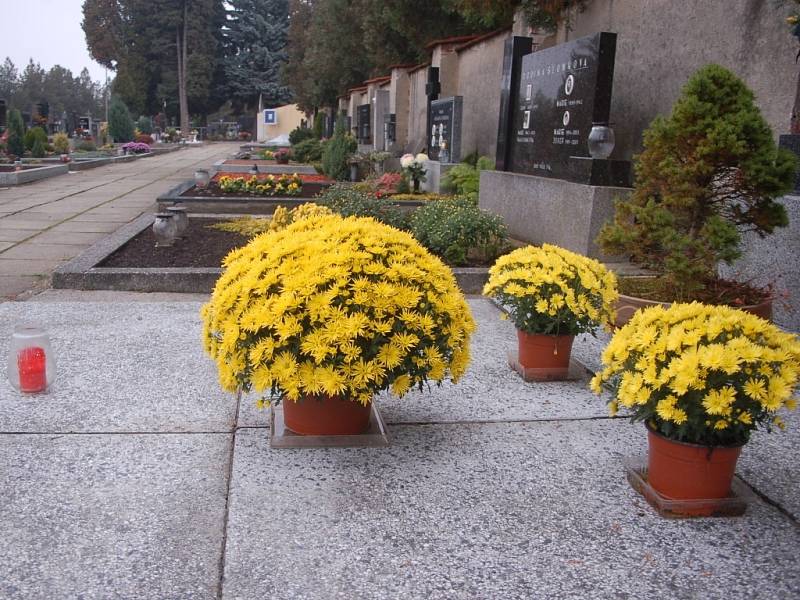 Žluté chryzantémy, macešky, vřesy anebo různé typy barevného vysypání či bílého kamení. Přesně tak zdobí nejčastěji hroby lidé, kteří je v těchto dnech připravují na dušičky. 