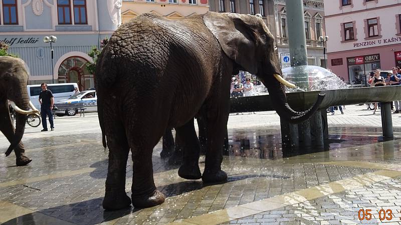 Promenáda slonů v ulicích Přerova vyvolala rozruch. Sloni zablokovali dopravu na rondelu a pojídali okrasné keře.