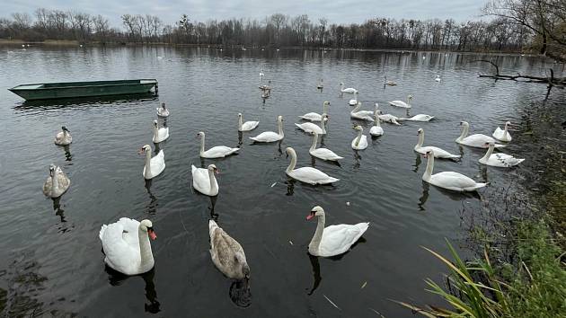 Rybník Na hrázi v Kojetíně (na snímku) se stal v minulých dnech útočištěm velkého množství labutí. Po úhynu několika kusů provedla veterinární správa laboratorní testy, které potvrdily ptačí chřipku - nákazu vysoce patogenním virem H5N1.