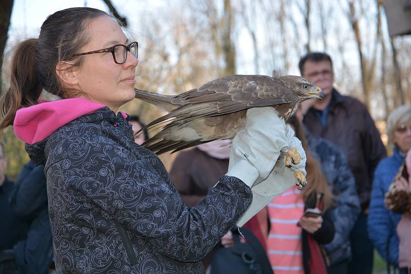 V Ornitologické stanici v Přerově začala nová sezonní výstava s názvem Dravci, sokoli a sovy. Po slavnostní vernisáži vypouštěli ornitologové do volné přírody káni, jež utrpěla zranění a starali se o ni v záchranné stanici pro handicapované živočichy.