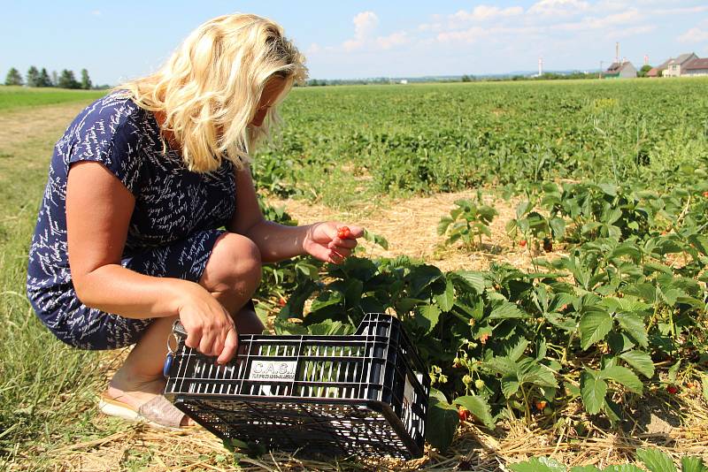 Jahodové plantáže v Bochoři, 19. června 2021