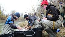 Vědci zjišťují, zda je v Bečvě po otravě kyanidem život - výzkum v Přerově u jezu v Dluhonicích, 15. listopadu 2020