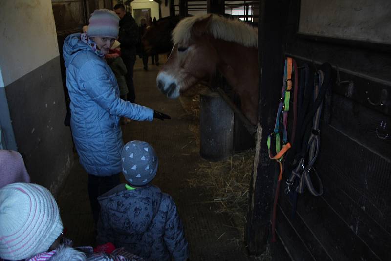 Tradiční krmení koní na Štědrý den ve Střední školy zemědělské v Přerově