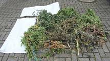 Kriminalisté zajistili u zadržených osob na Přerovsku rostliny konopí setého, ale také komponenty varny.