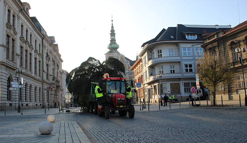 Pracovníci technických služeb káceli, převáželi a poté usazovali na své nové místo vánoční strom. Jedle bělokorá, která pochází z Želatovské ulice je stará přes čtyřicet let a „soutěžila“ s dalšími dvanácti kandidáty.