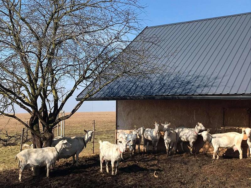 Na farmě v Pavlovicích u Přerova se starají o padesát koz a krávu plemene jersey.