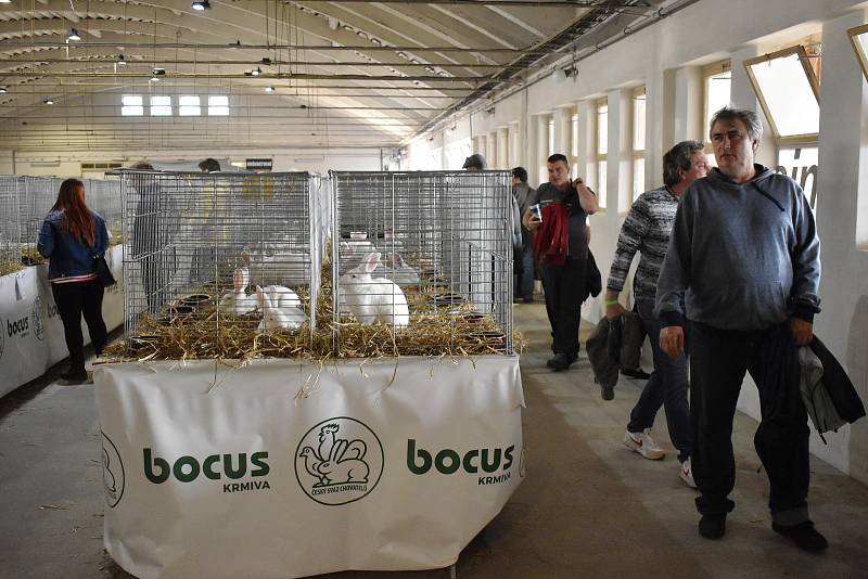 Výstava hospodářských zvířat v Přerově v říjnu 2021.