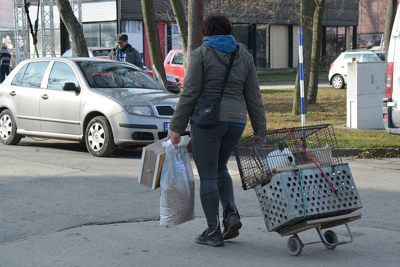 Dva tisíce lidí dorazily v neděli 12. března 2023 ráno na Setkání chovatelů, které se konalo na přerovském výstavišti.