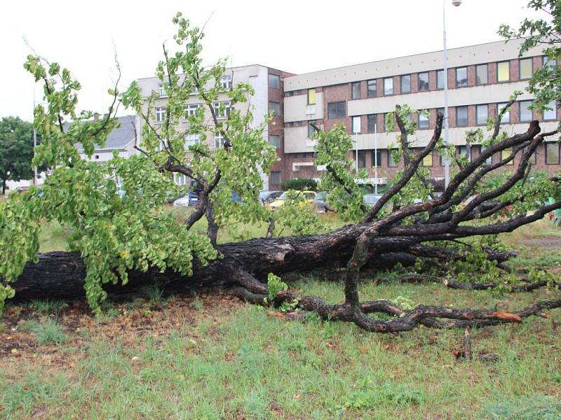 Osmnáct metrů vysoká a sto třicet let stará líska turecká, která je jedním památných stromů na území města Přerova, se skácela k zemi. Strom byl už delší dobu ve špatném zdravotním stavu.