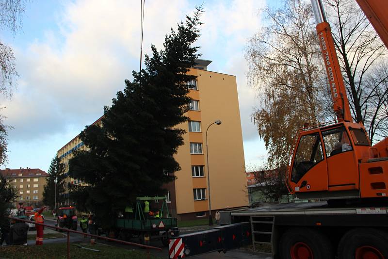 Pracovníci technických služeb káceli, převáželi a poté usazovali na své nové místo vánoční strom. Jedle bělokorá, která pochází z Želatovské ulice je stará přes čtyřicet let a „soutěžila“ s dalšími dvanácti kandidáty.