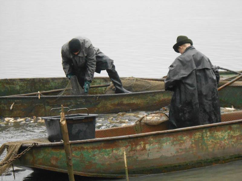 Výlov Hradeckého rybníka si i přes sychravé počasí nenechaly ujít tisíce lidí. 