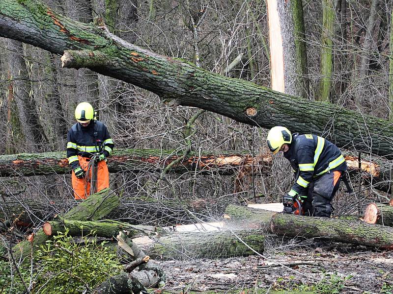 Hasiči odstraňovali v pondělí  10. února po poledni stromy, které silný vítr vyvrátil na garáž na Nové ulici v Hranicích.