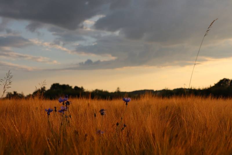 Nad Odrami, u Dobešova a Veselí, je krajina otevřená nejen větrům a slunci.