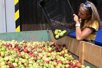 Na nedostatek jablek si prostějovské výkupny nemůžou stěžovat.
