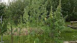 Na Hranicku chytili dealera drog, na zahradě našli desítky rostlin konopí