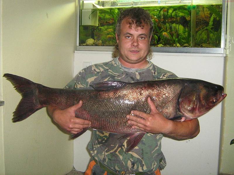 V neděli 4. října v 10 hodin byl na Velké Laguně zdolán tolstolobik o délce 109 cm a váze 18 kg. Šťastným rybářem byl Petr Vašek. 