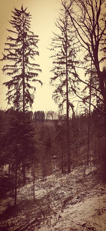 Trochu retra v zimním lese.
