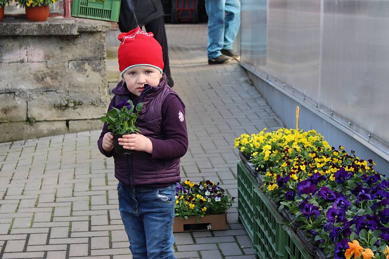 O sta tisíce zeleninových přísad, balkonových i záhonových sazenic květin či bylinek se v těchto dnech starají ve sklenících hranického zahradnictví Petra Macháně.